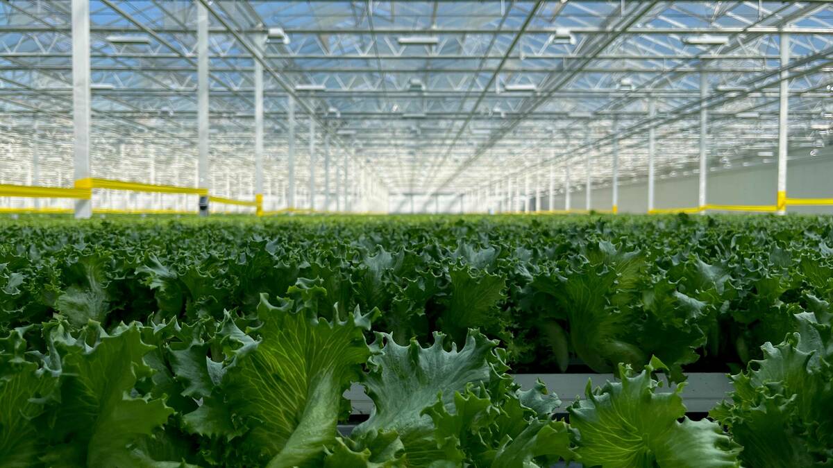 Several rows of fresh romaine lettuce in a temperature controlled greenhouse