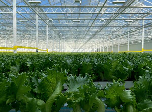 Several rows of fresh romaine lettuce in a temperature controlled greenhouse