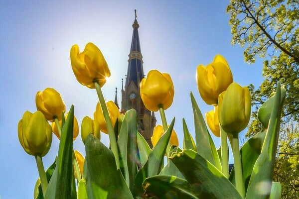 Top of Basilica of the Sacred Heart with yellow tulips in front of it.