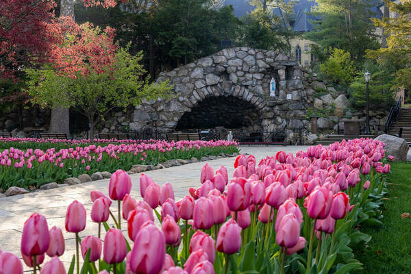 A pathway of pink tulips leading to the Grotto.
