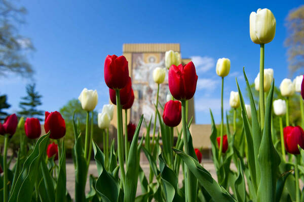 Hesburgh Library in the background with white and red tulips in front of it. Hesburgh Library includes a mural painting of Jesus on the exterior.
