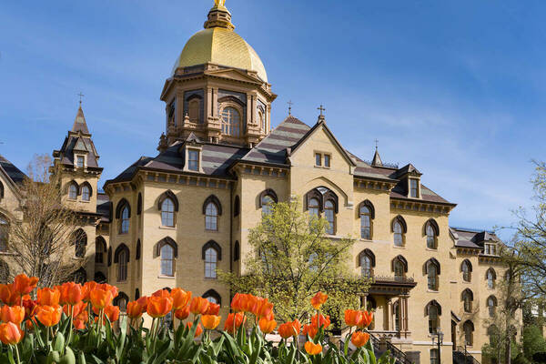 The Golden Dome close up with orange tulips in front of it. Blue skies encompasses the building.