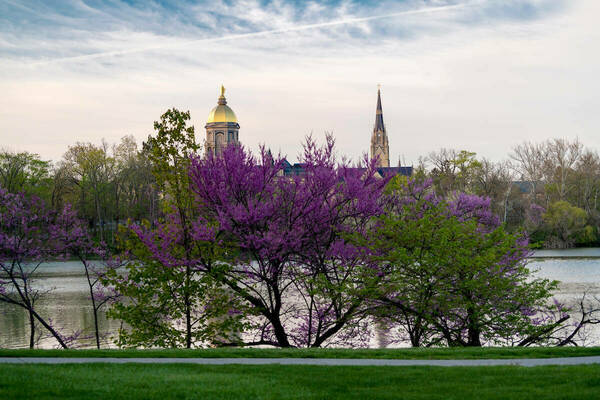 Blue skies encompass the top of the Golden Dome and Basilica of the Sacred Heart. The lakes sit in front of the Golden Dome and Basilica and purple, bloomed trees line the edge of the lake.