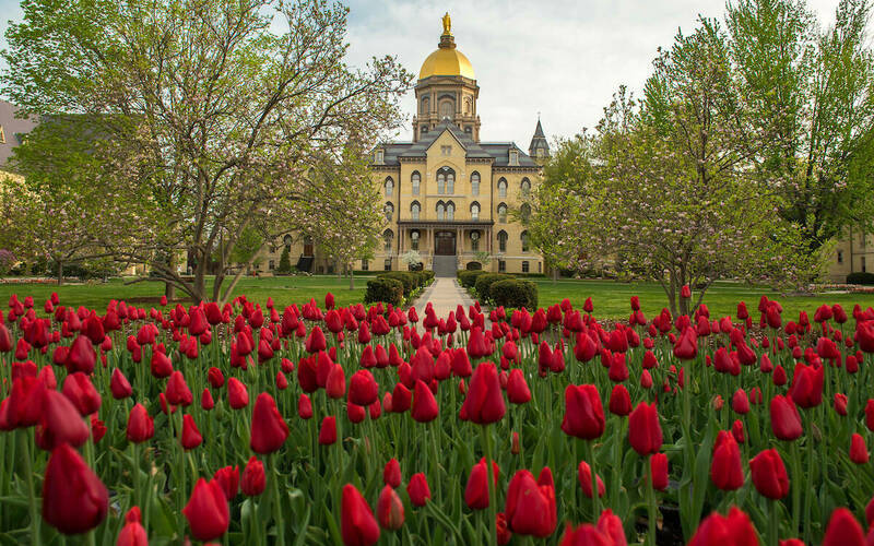 The Golden Dome with red tulips in front of it. Two big, green trees line each side of the Dome.